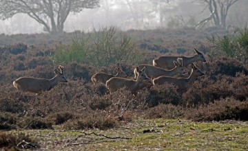 Wat je weten wil over de magie van reeën zien
