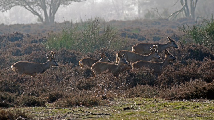 Wat je weten wil over de magie van reeën zien