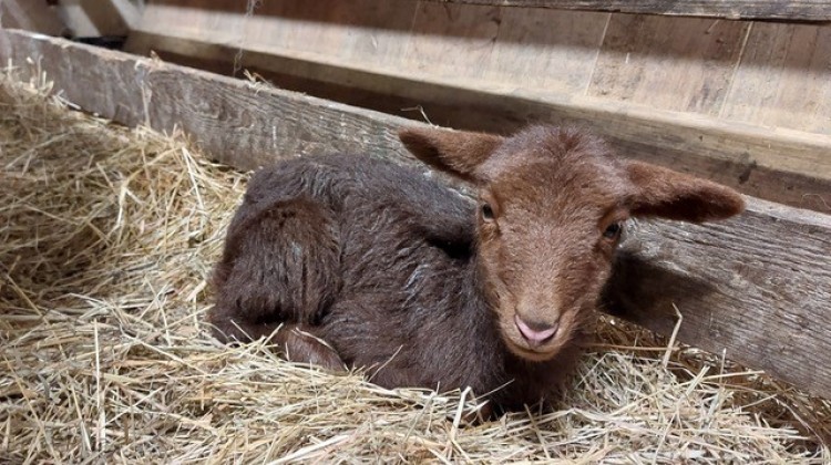 Lief! De eerste lammetjes zijn geboren