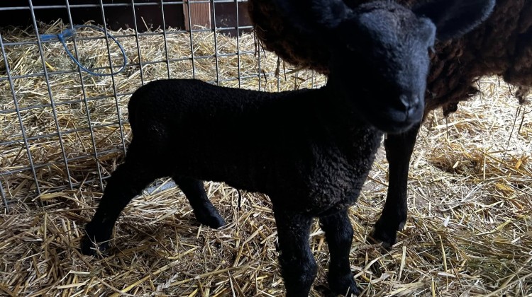 Drie lammetjes geboren bij zorginitiatief Reubezorg