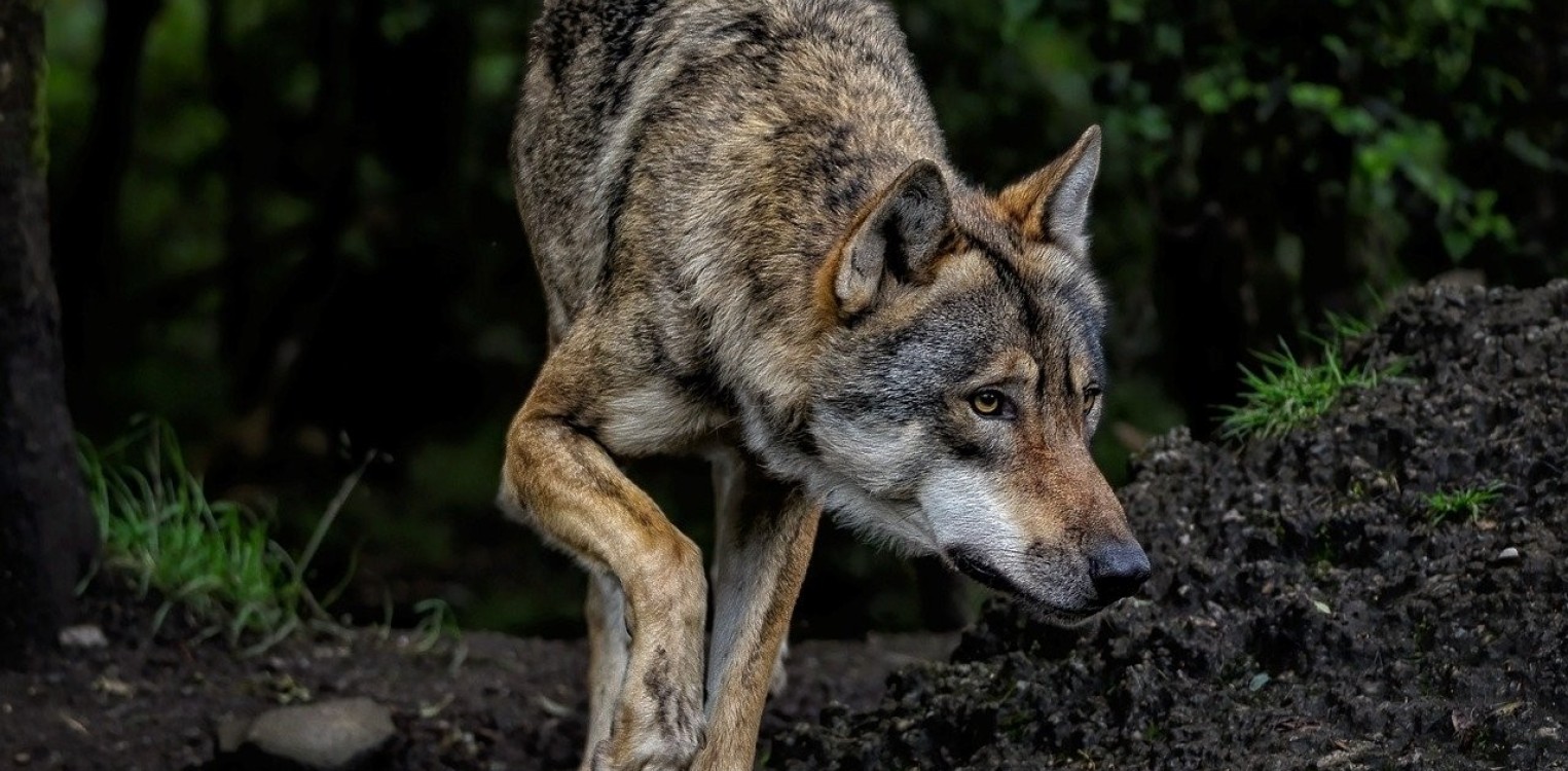 Forse toename subsidieaanvragen wolfwerende maatregelen