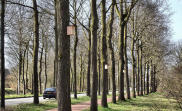 Veel dode mezen in de regio door buxusmotgif