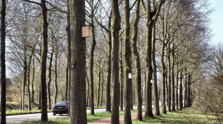 Lentenieuws: Mezen bestrijden eikenprocessierups voor de gemeente