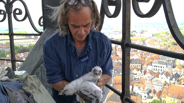 Beschermde Slechtvalken kiezen Zutphense toren opnieuw uit als broedplek 