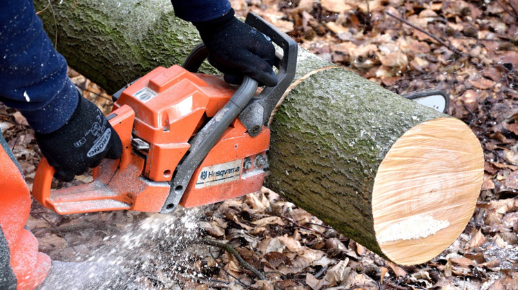 48 'gevaarlijke' bomen tegen de vlakte 