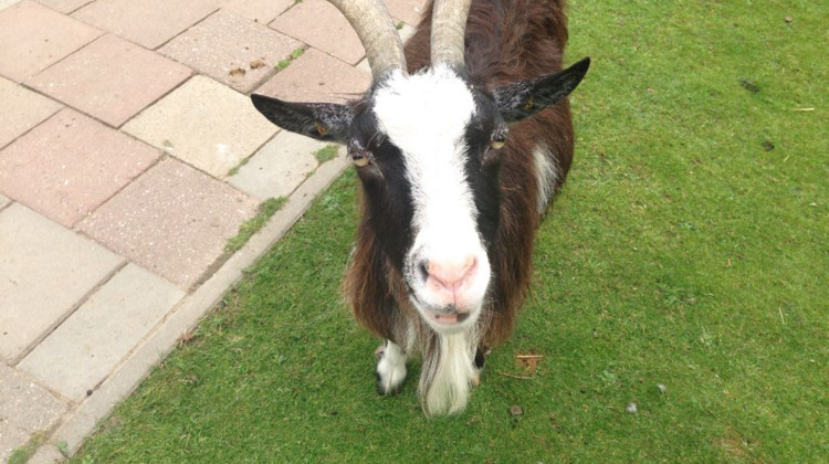 Hulp gezocht! Kinderboerderij De Schouw haalt mogelijk het eind van het jaar niet