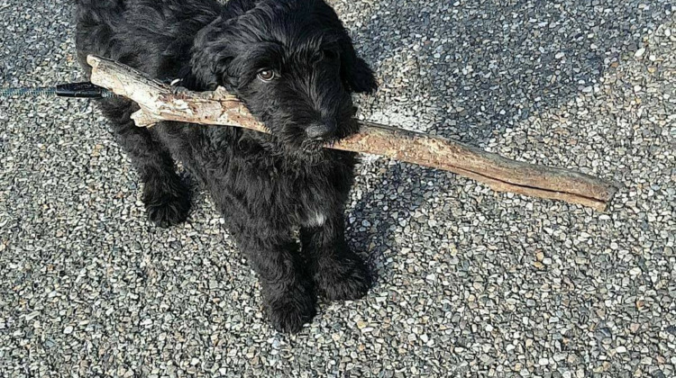 Vermist! Smokey rende weg na vuurwerkknal