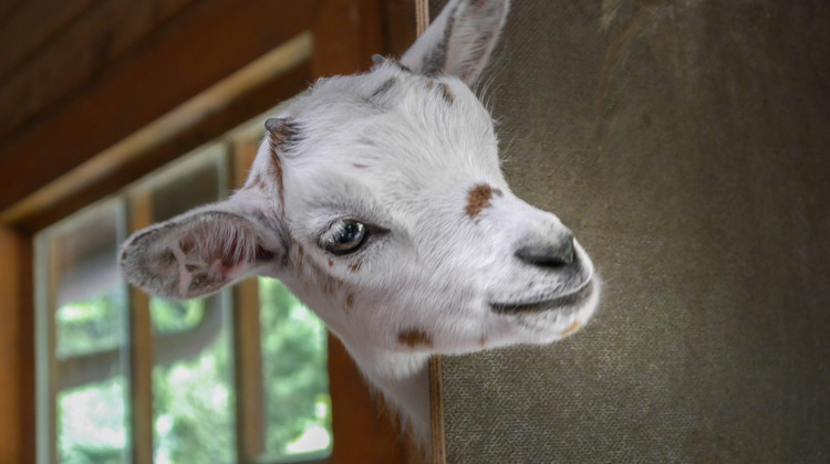 Trek allen de portemonnee, crowdfunding opgezet voor Zutphense kinderboerderij 