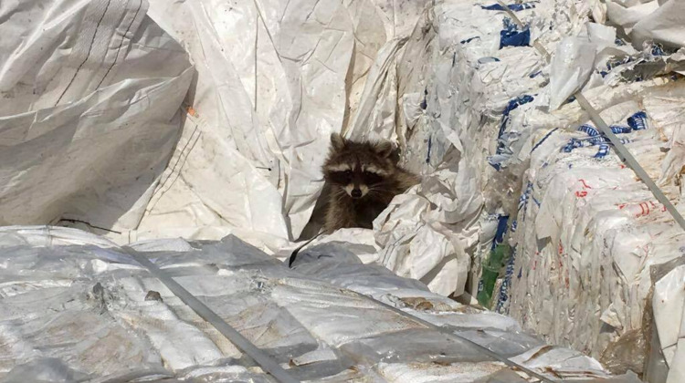 Wasberen gered van de dood bij Zutphense afvalverwerker